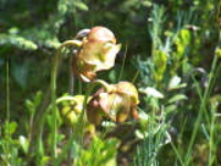 100_1583.jpg